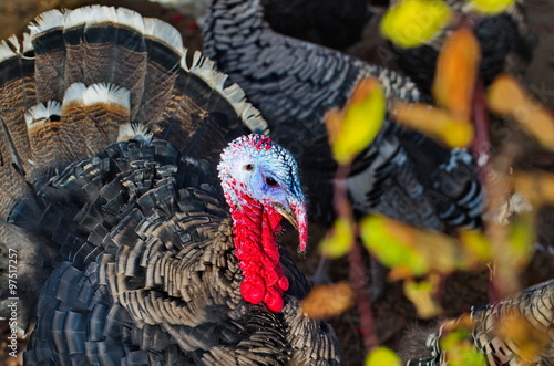 turkey bird