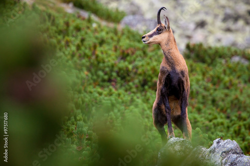 Chamois on the rock photo