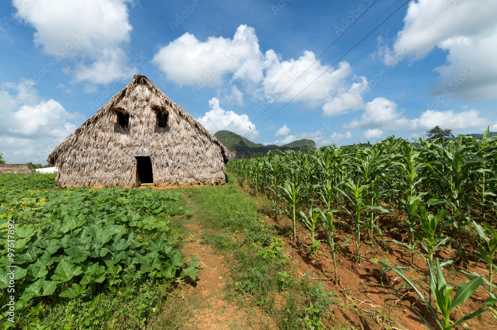 Tobacco barn in Vinales valley, Cuba Tobacco barn in Vinales valley, Cuba