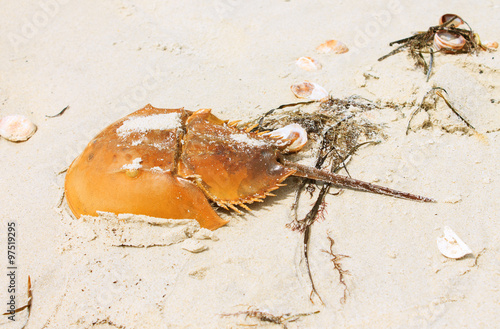 Horseshoe crab shell on a beach
