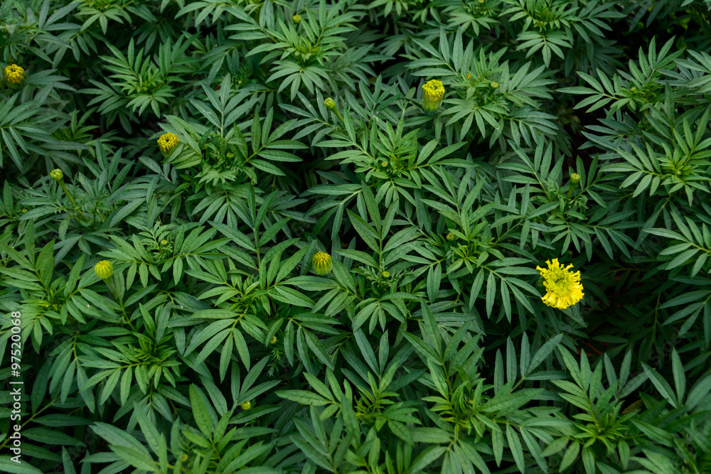 Marigolds are growing