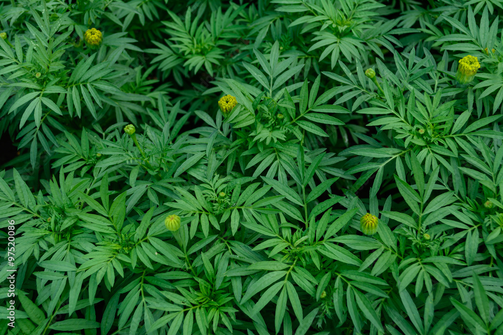 Marigolds are growing Marigolds are growing