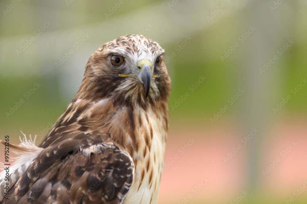 red-tailed hawk in side angle view red-tailed hawk in side angle view