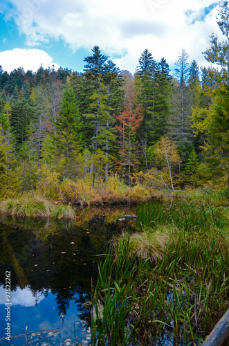 Dead lake in the forest (Crane lake), сarpathian mountains, Skole, Uktaine