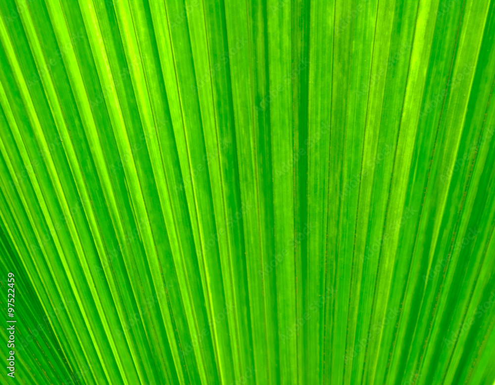 green texture background green texture background