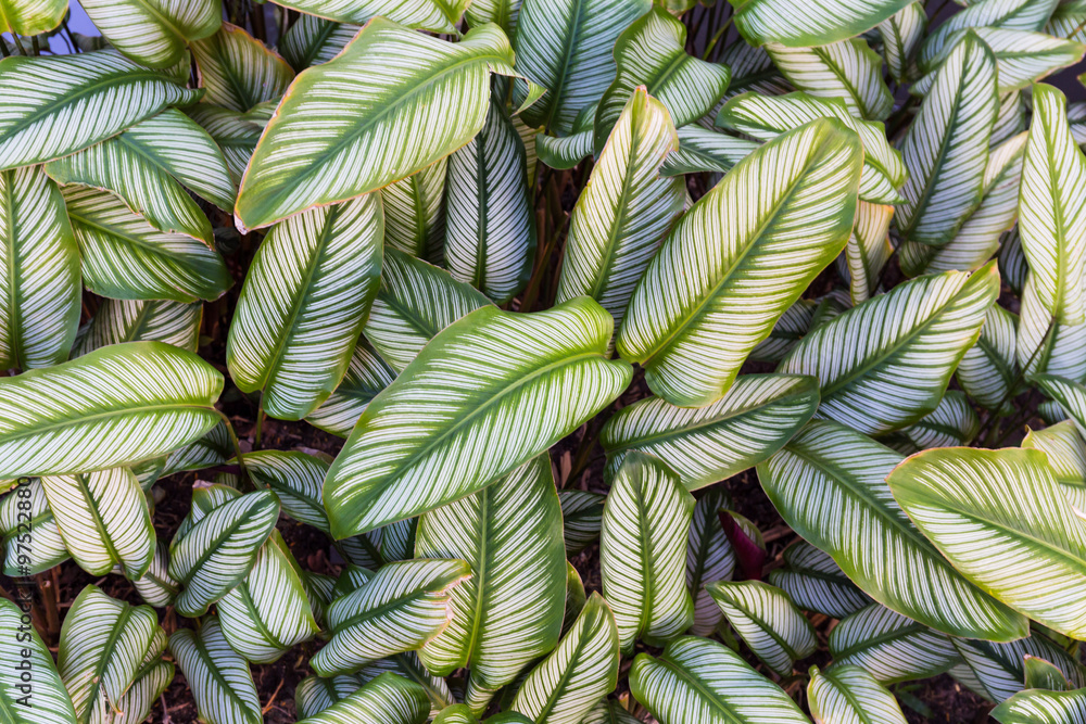 Fototapeta premium Stripe green and white leaves pattern, background