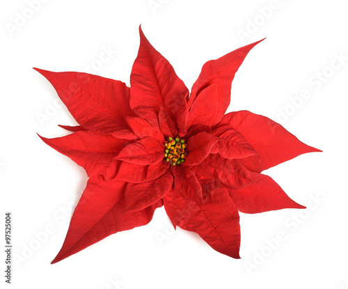 Fototapeta Naklejka Na Ścianę i Meble -  poinsettia