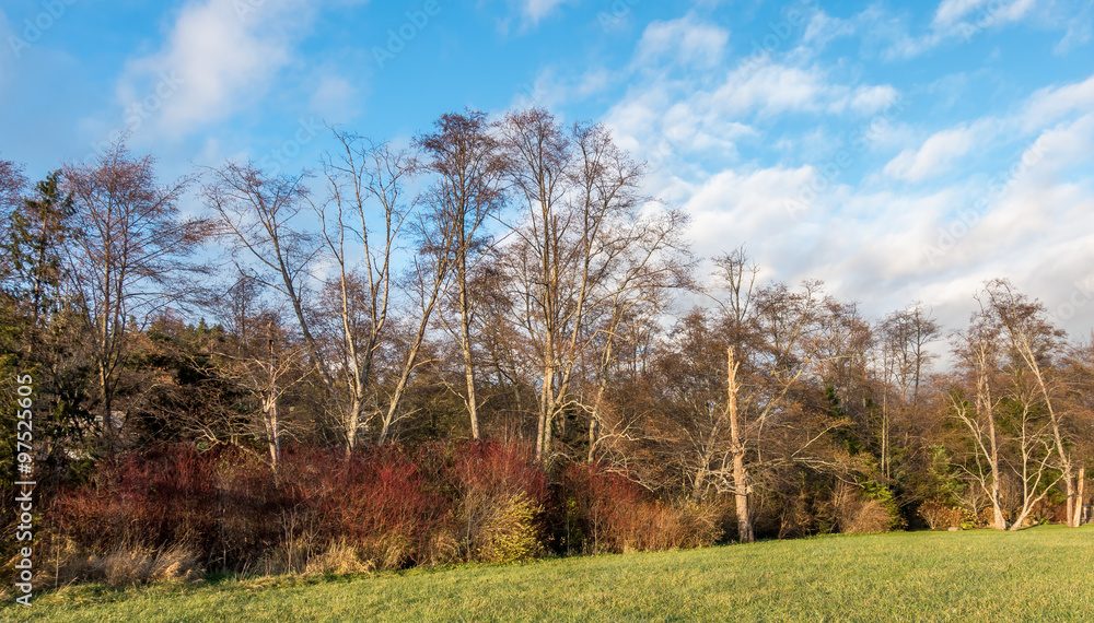 Obraz premium Winter Trees 3