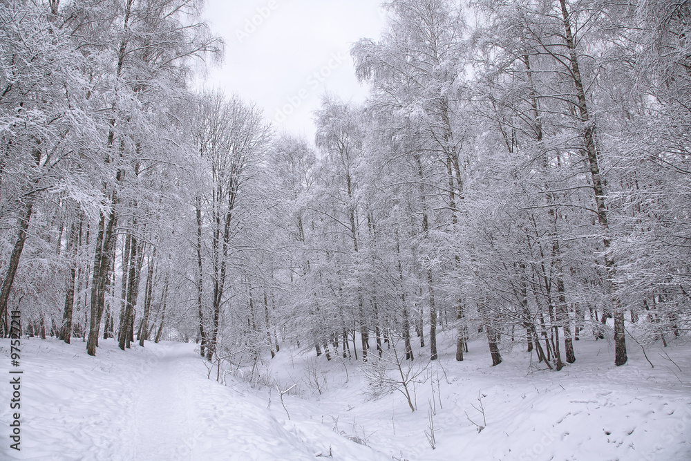 Snow-covered trees in the city park