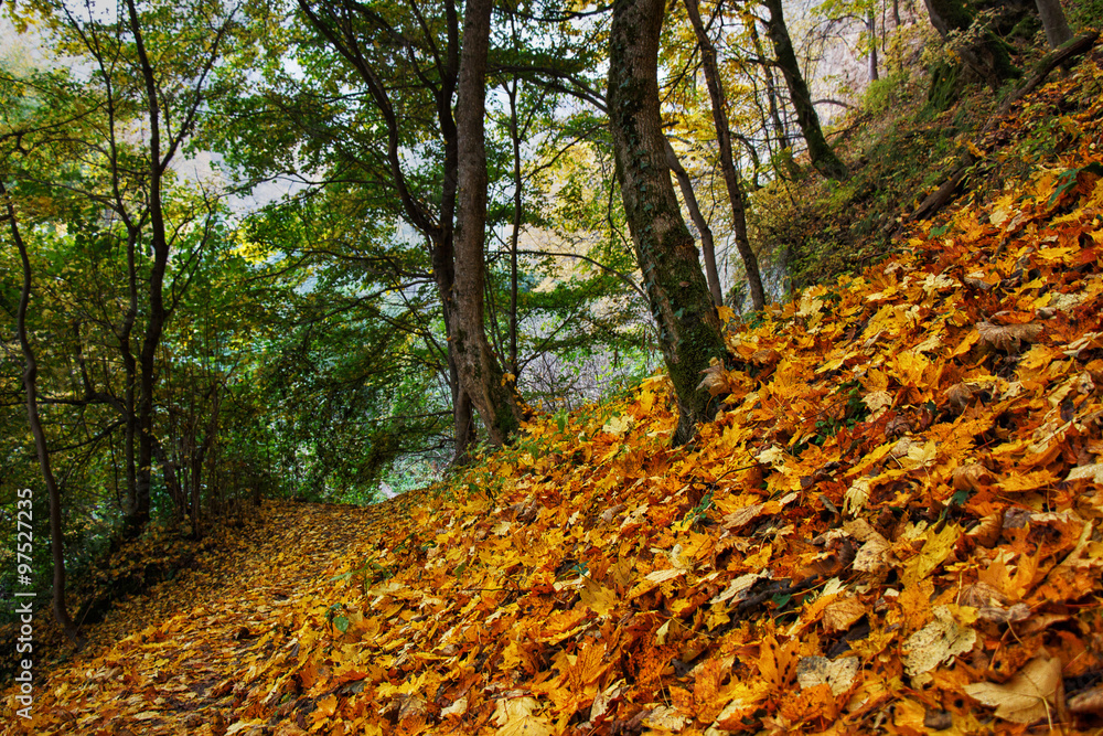 Beautiful autumn forest with golden maple leaves on the ground Beautiful autumn forest with golden maple leaves on the ground