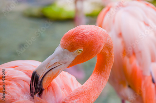 Pink flamingos close up  detail