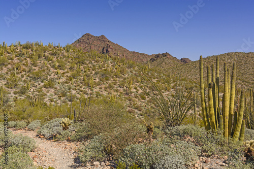 Desert Landscape in Spring