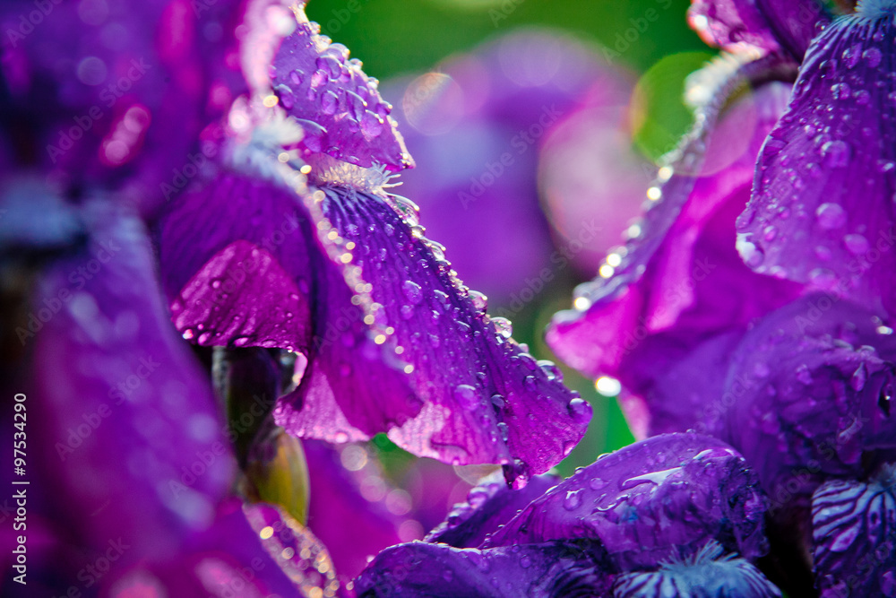 Why Irises Have Been Called the Mysterious Flower of Luck and Grace