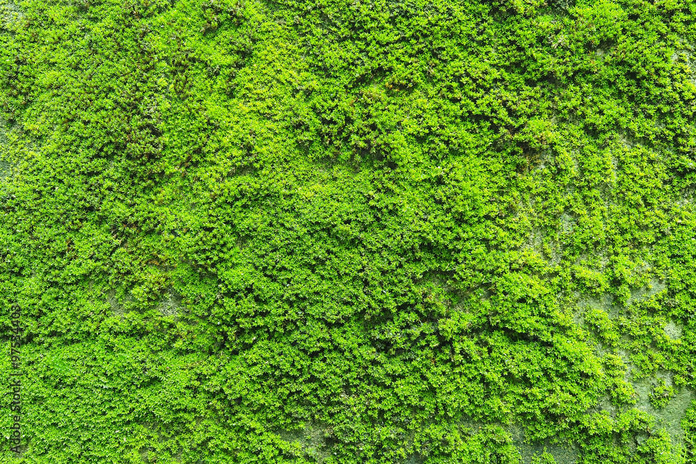 Natural green moss texture on the wall for beautiful background and copy  space Stock Photo