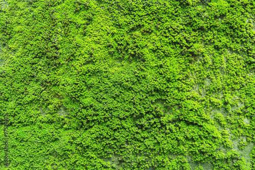 Fototapeta Zielona ścianka roślin jak mech