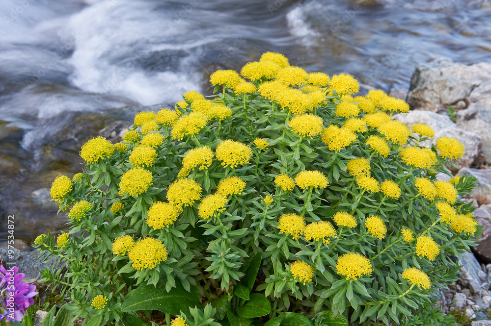 Obraz premium Rhodiola rosea