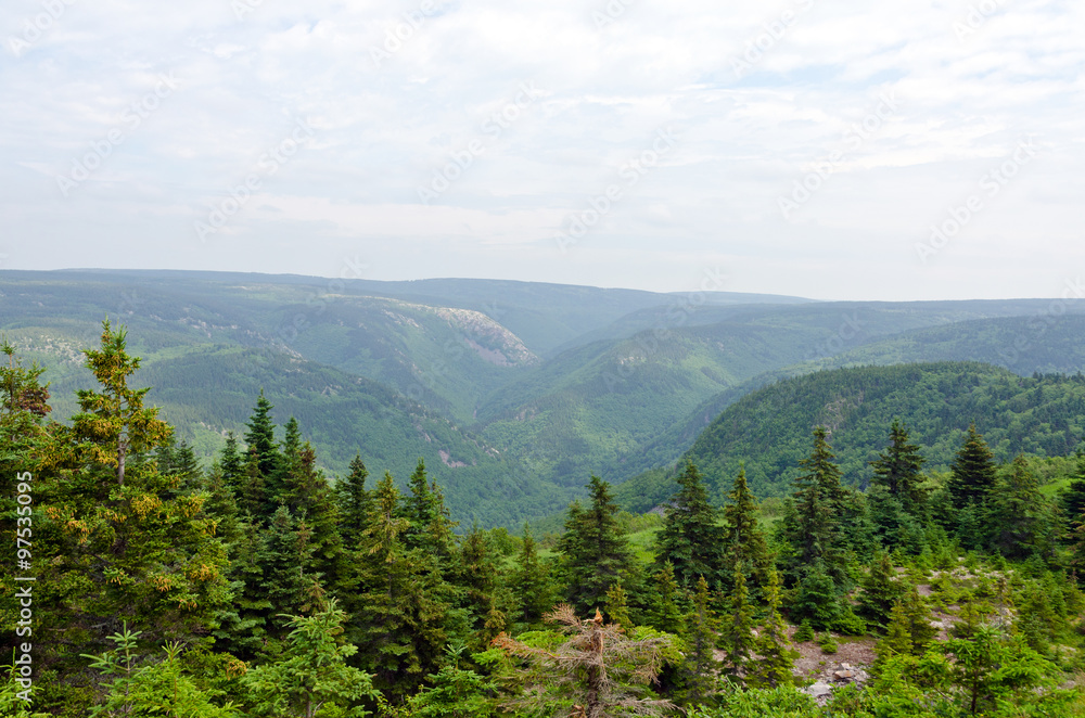 Fototapeta premium forest in the Cape Breton