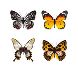 butterflies clipart