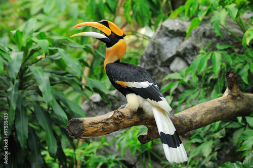 Hornbill photo