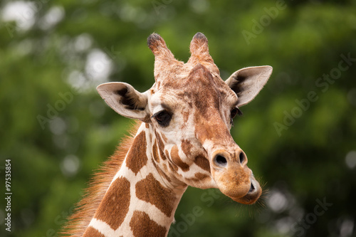 Portrait of Giraffe