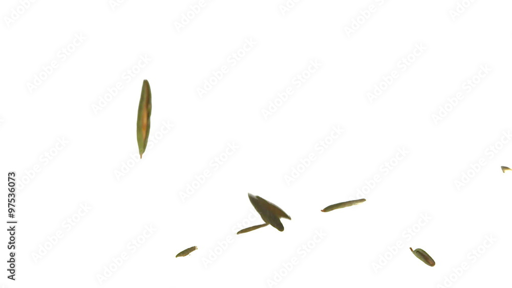 Super Slow Motion Labrador tea Falling on White Background Super Slow Motion Labrador tea Falling on White Background