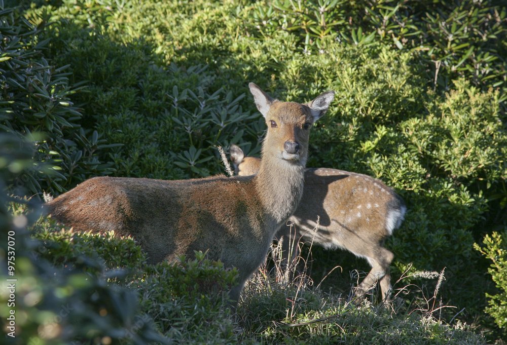 Fototapeta premium Yakushika deer in Yakushima island, Japan