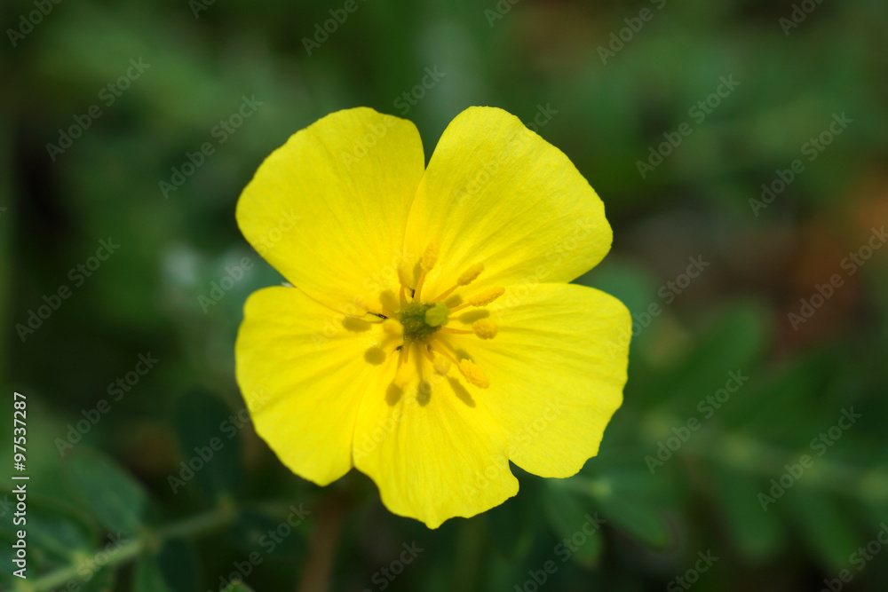 Yellow flowers on the beach. (Tribulus terrestris Linn.) Yellow flowers on the beach. (Tribulus terrestris Linn.)