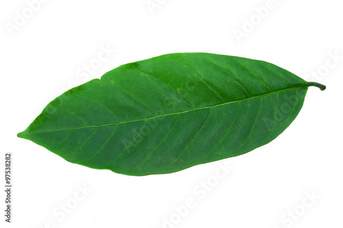 Leaves of the coffee tree on a white background.