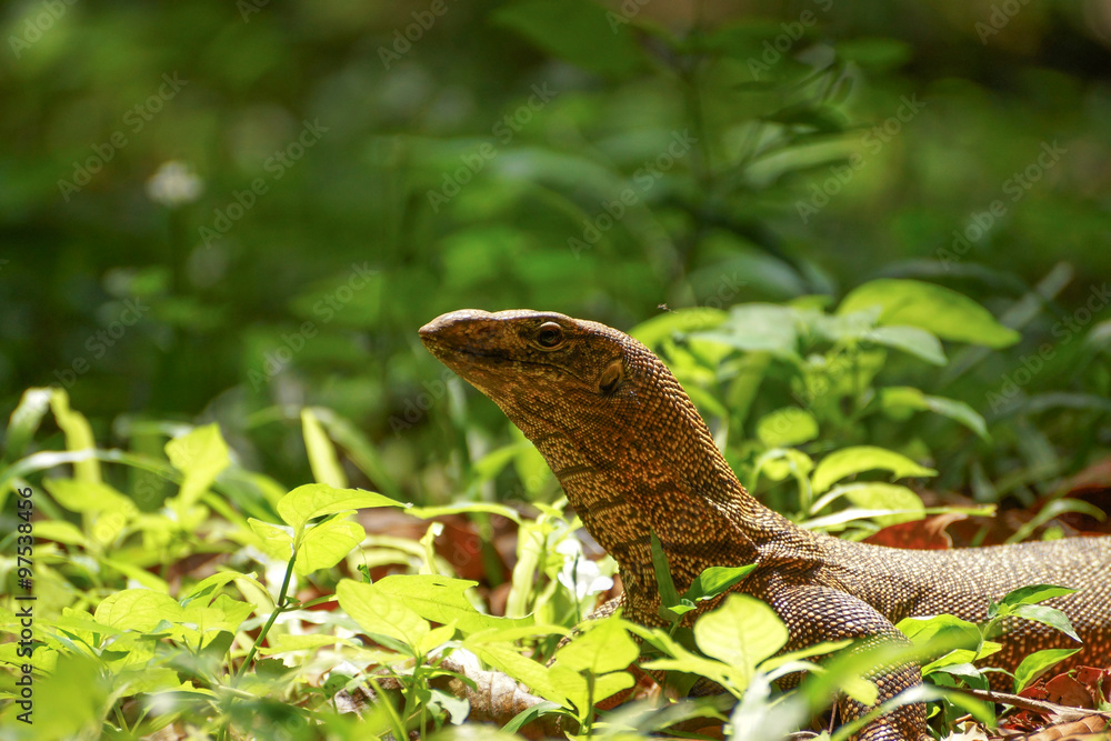 Bengal Monitor Lizard in the rainforest. Bengal Monitor Lizard in the rainforest.
