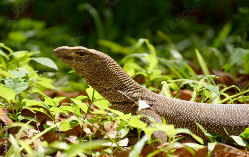Bengal Monitor Lizard in the rainforest. © noppharat