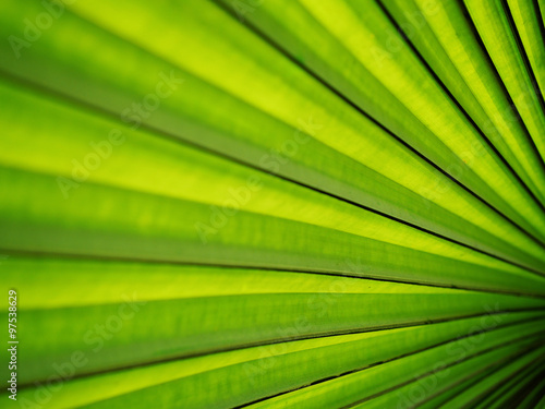 beautiful palm leaf background