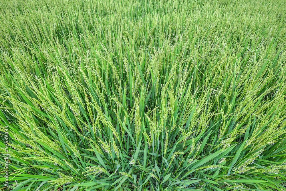 Young paddy rice Young paddy rice