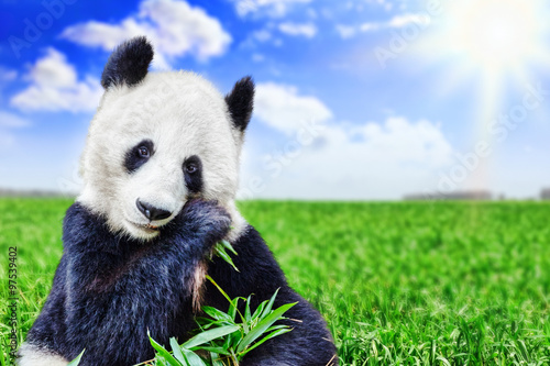 Fototapeta Naklejka Na Ścianę i Meble -  Cute bear panda actively chew a green bamboo sprout.