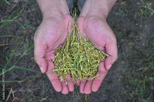 Wallpaper Mural Farmer and paddy Torontodigital.ca