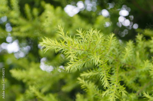 Plant green tree