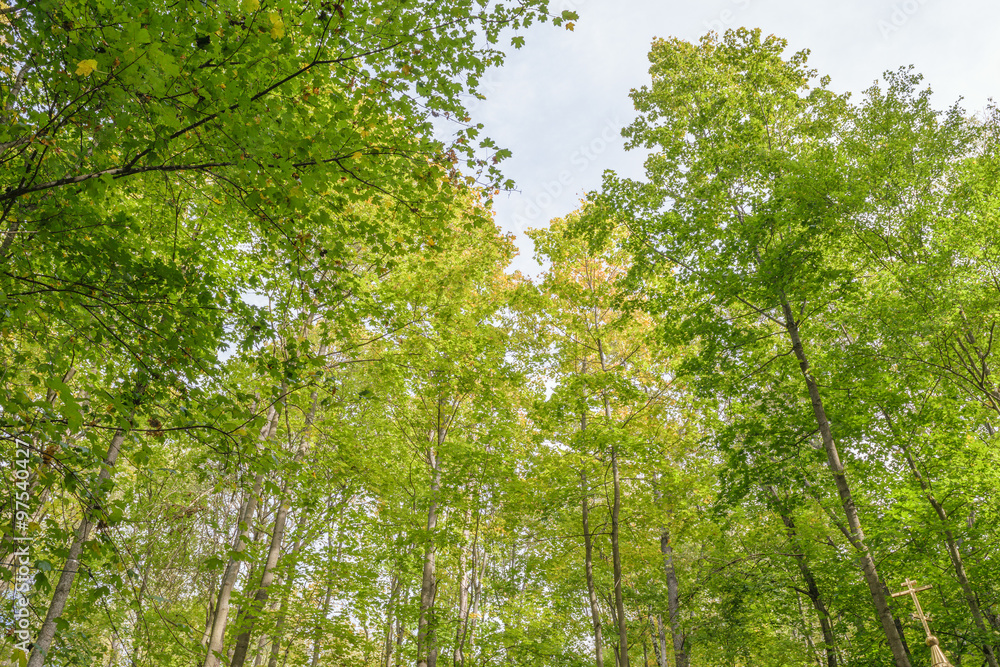 View the sky through the treetops in a summer green forest View the sky through the treetops in a summer green forest