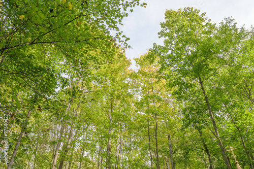 View the sky through the treetops in a summer green forest