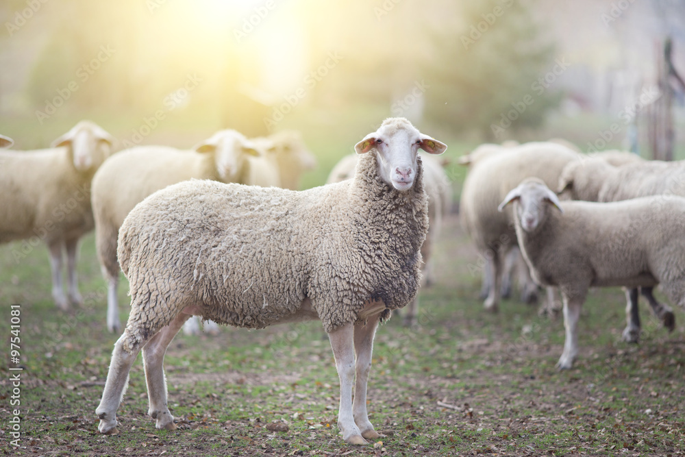 Naklejka premium Sheep flock standing on farmland