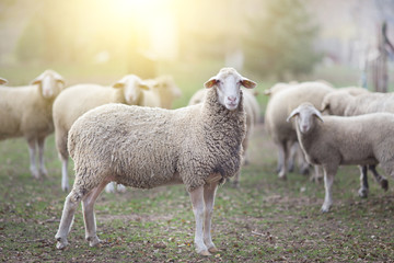 Ingelijste posters Schaap Schapenkudde op landelijke akker  © Budimir Jevtic