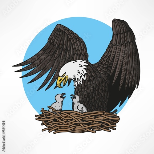 Bald eagle in the nest