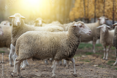 Sheep herd on the farm