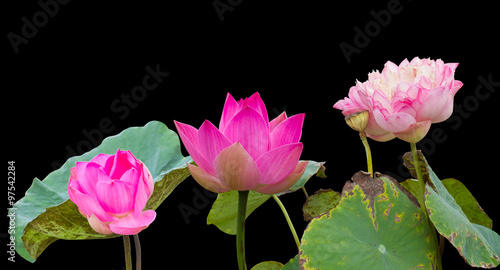Three pink lotus flowers wilt.