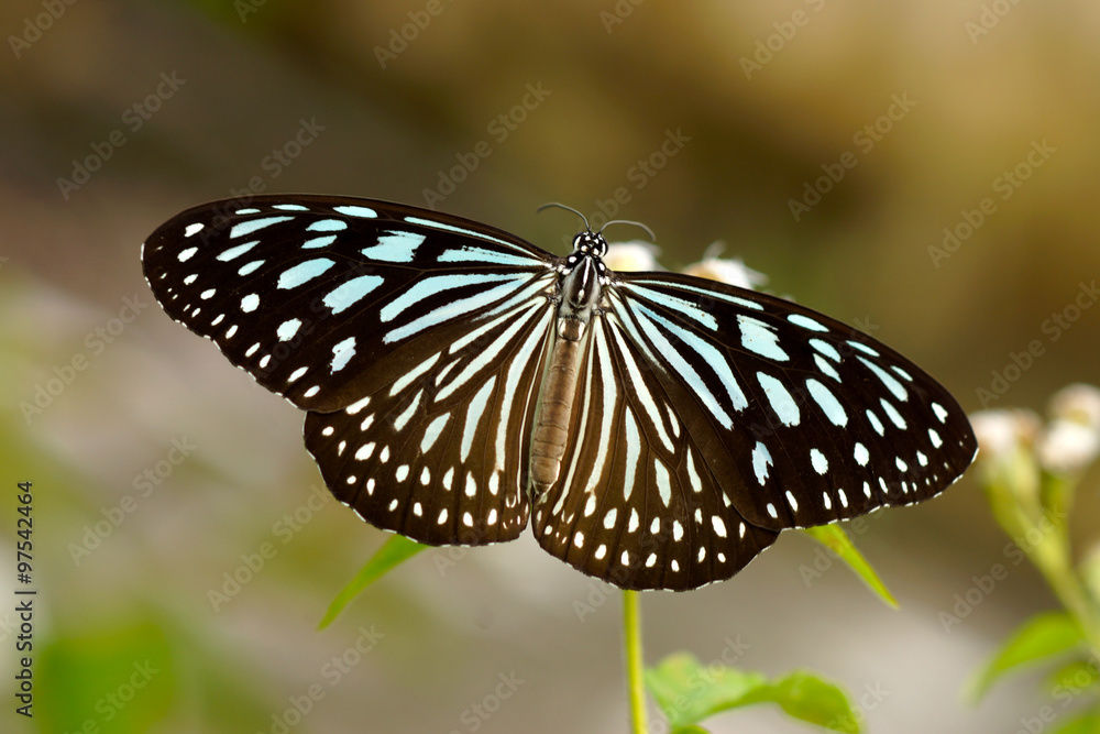 Dark Blue Tiger Butterfly (Tirumala septentrionis) Dark Blue Tiger Butterfly (Tirumala septentrionis)
