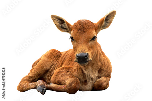 Fototapet A calf on the road