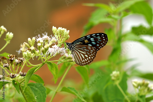 Dark Blue Tiger Butterfly (Tirumala septentrionis) © noppharat