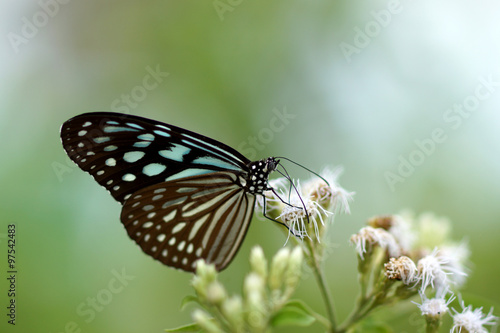 Dark Blue Tiger Butterfly  Tirumala septentrionis 