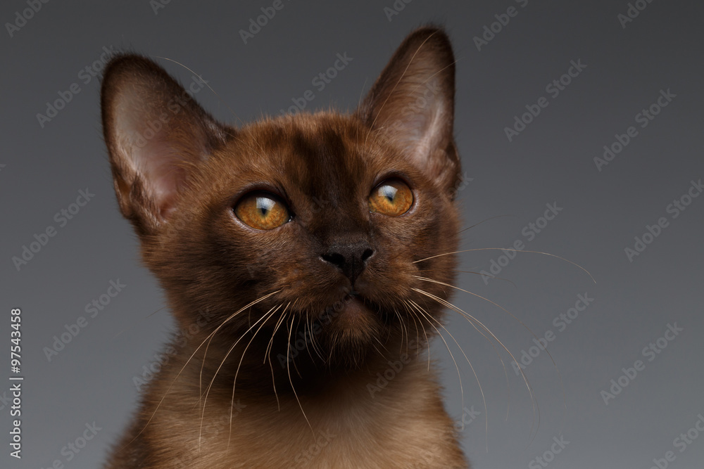 Closeup portrait of Burmese kitten on Gray