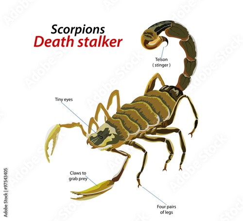 Scorpion death stalker vector on a white background