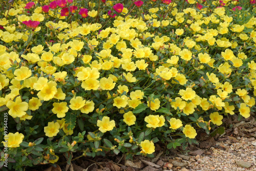 Obraz premium Portulaca flowers at the garden.