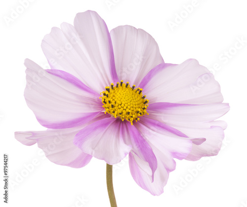 Fototapeta Naklejka Na Ścianę i Meble -  cosmos flower